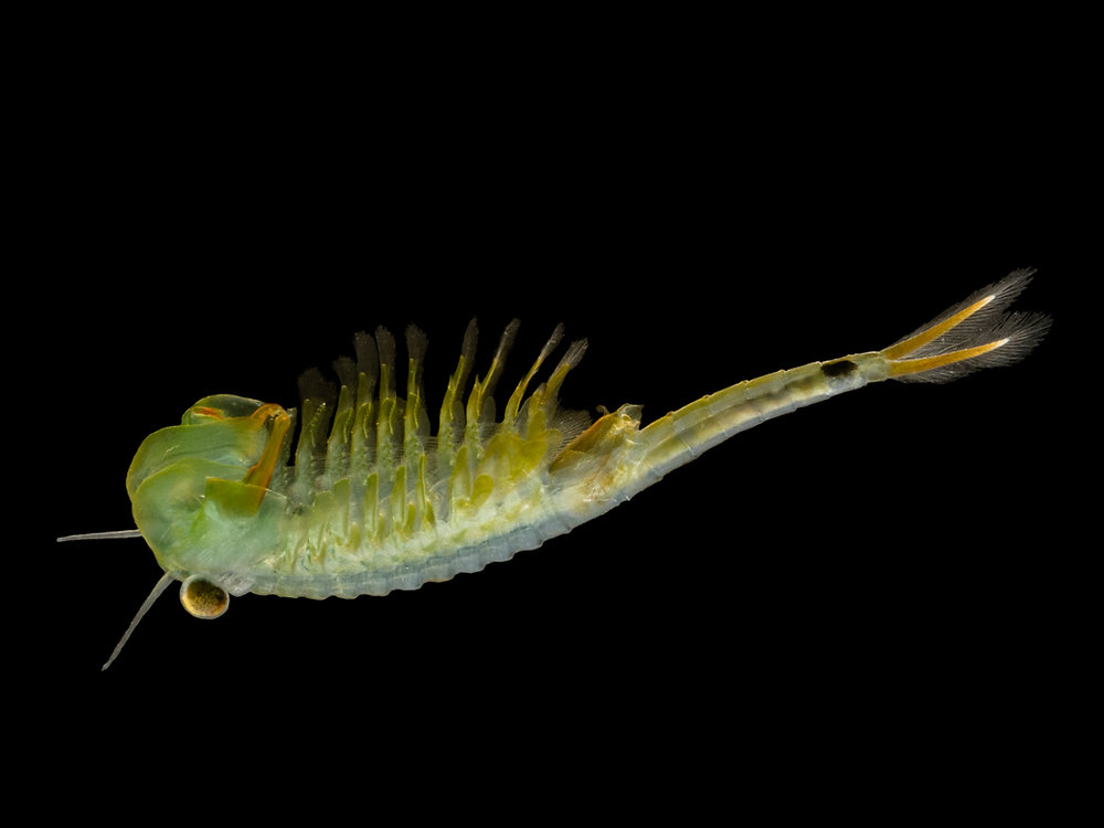 Eubranchipus bundyi