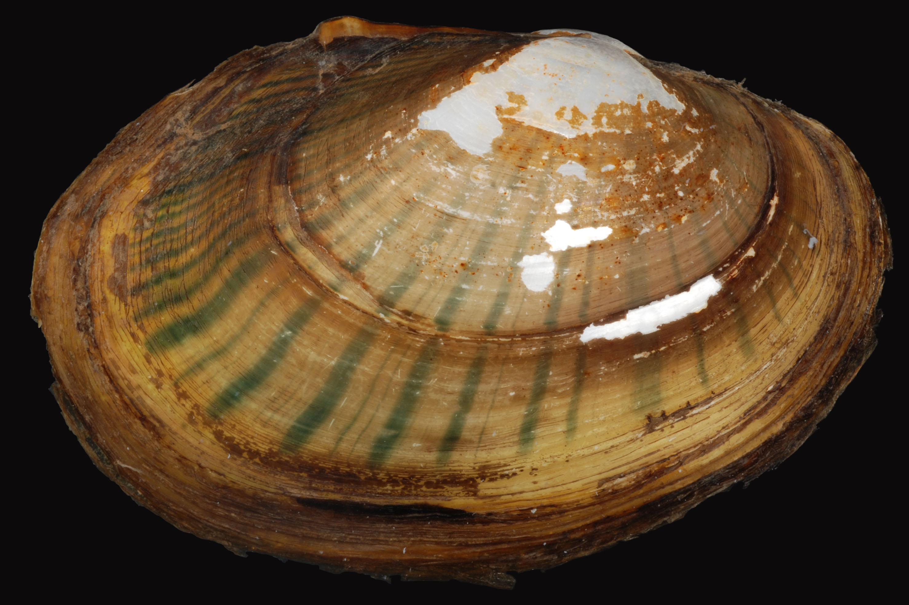 Freshwater mussel