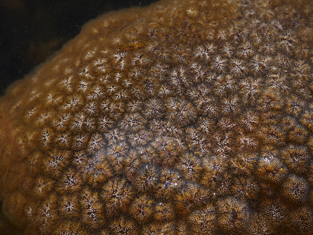 Pectinatella magnifica colony
